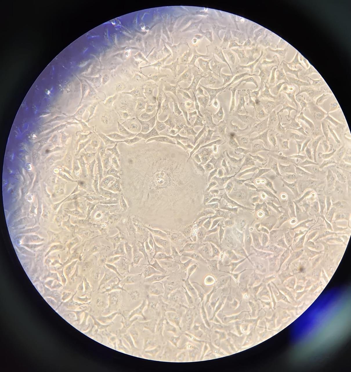 Cells viewed down the microscope at DEAR Lab
