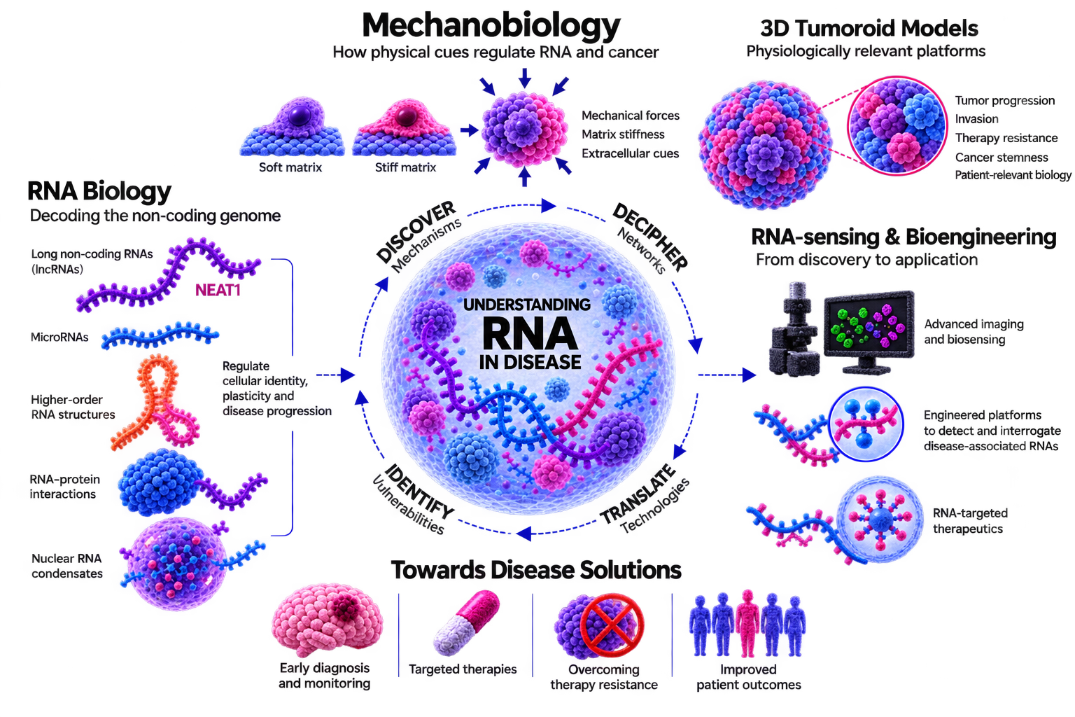 DEAR Lab research overview: RNA biology, mechanobiology, 3D tumoroid models and RNA-sensing and bioengineering converge on understanding RNA in disease, leading towards early diagnosis, targeted therapies, overcoming therapy resistance and improved patient outcomes.